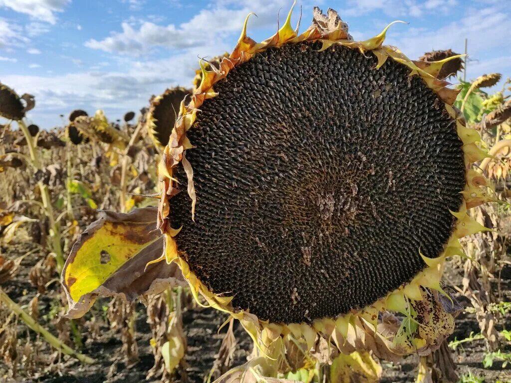 цветение подсолнуха. гибрид подсолнечника 8h477cl. краснодарские семена подсолнечника. краснодарские семечки. подсолнух от семечка до урожая.