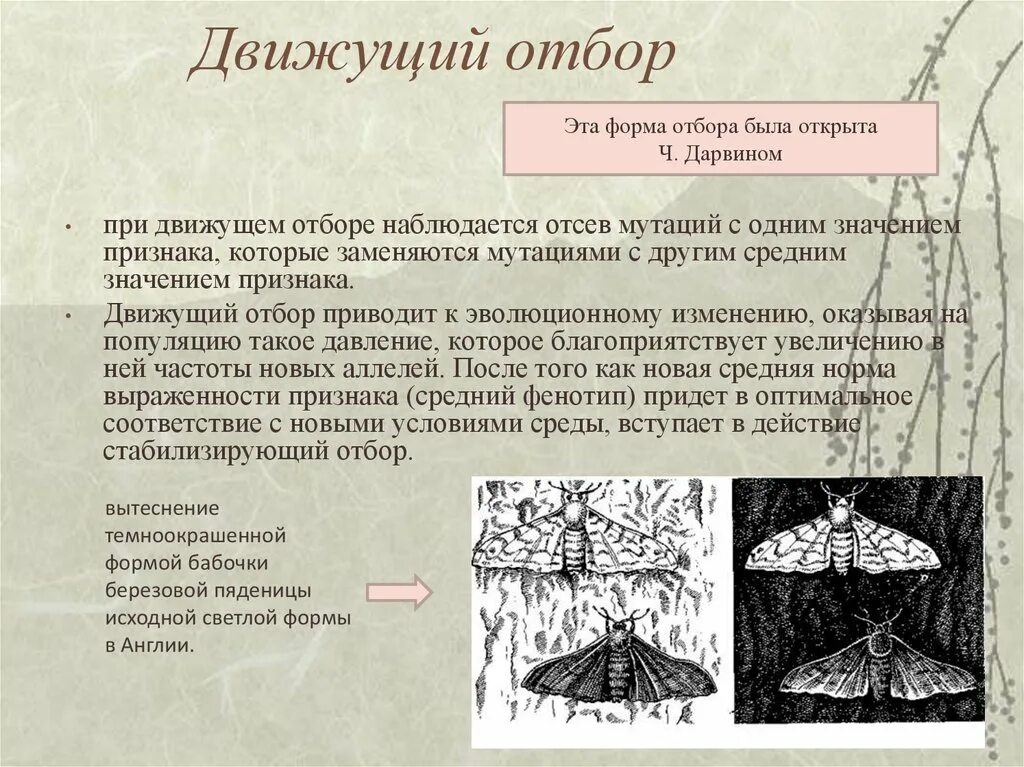 Движущая форма естественного отбора это. Движущая форма естественного отбора это