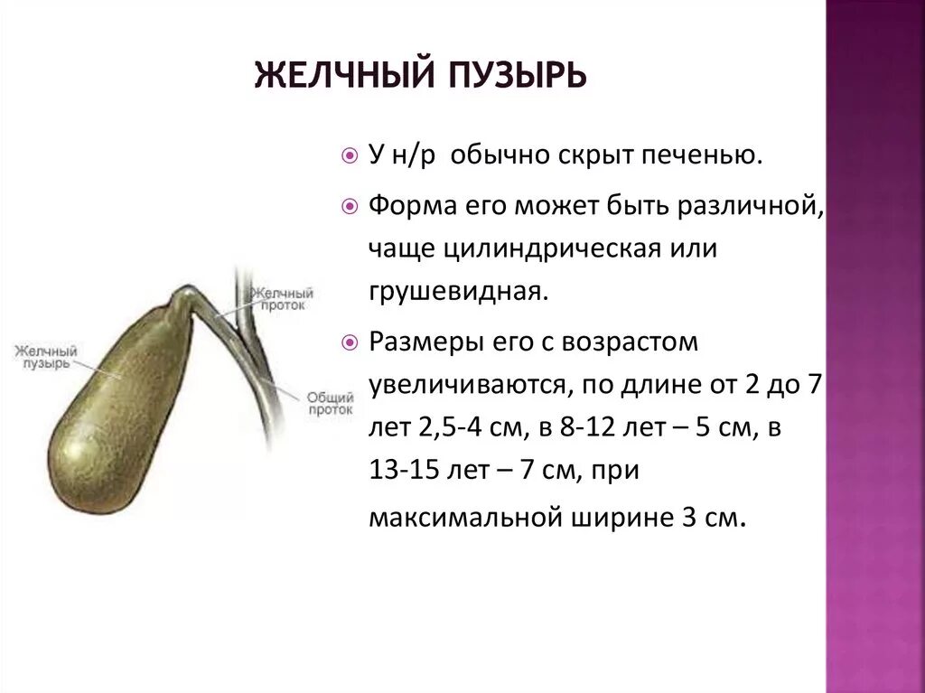 Диаметр желчного пузыря. Размер жёлчного пузыря у человека норма. Желчный пузырь грушевидной формы. Размер и форма желчного пузыря у ребенка 6 лет. Желчный пузырь в 6 лет норма.