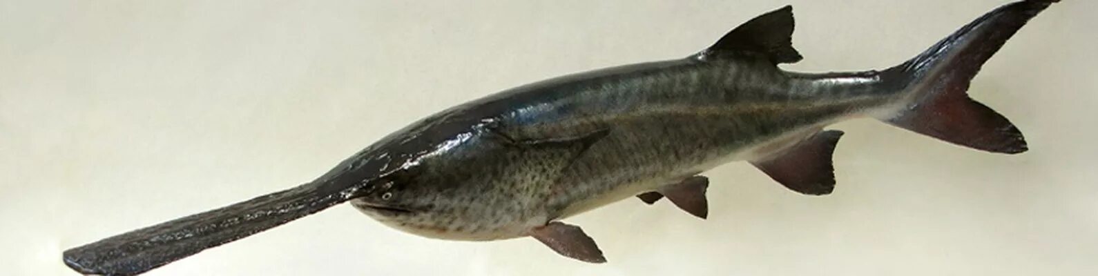 Веслонос (polyodon spathula). Веслонос (polyodon spathula). Осетр веслонос. Миссисипский веслонос. Канадский веслоносый осетр.