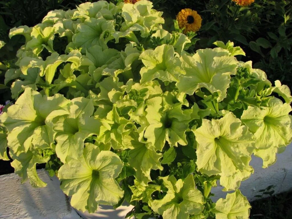 Петуния crazytunia moonstruck. Петуния софистика лайм. Петуния лайм биколор. Петуния софистика лайм. Петуния софистика лайм.