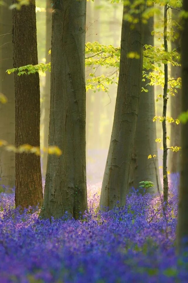 Картинки с добрым утром весенние лес. Открытки с добрым утром весенние. Утренние цветы. Природа лучи солнца. Лесные цветы.