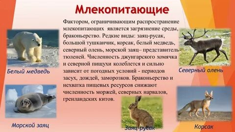 Виды млекопитающих занесенных в красную книгу