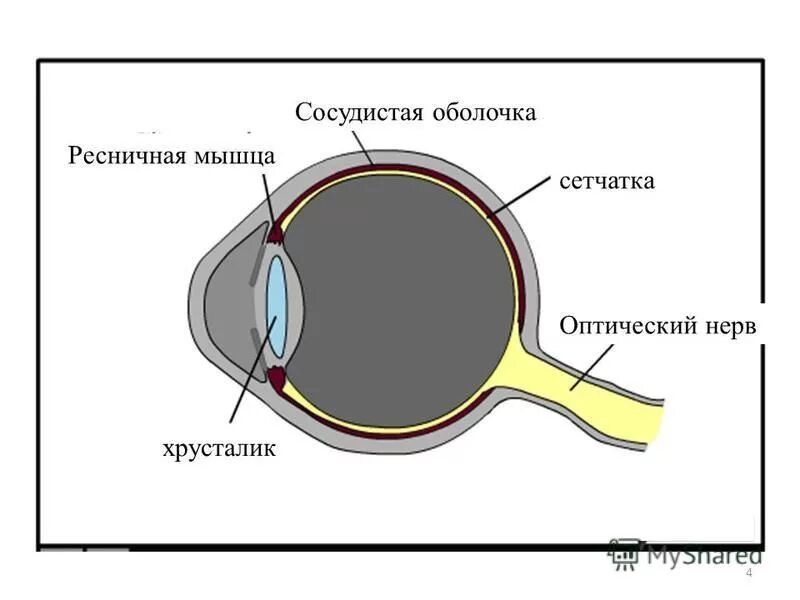 Ресничная мышца глаза функции. Ресничная мышца. Цилиарная и Ресничная мышца. Ресничная мышца хрусталика.