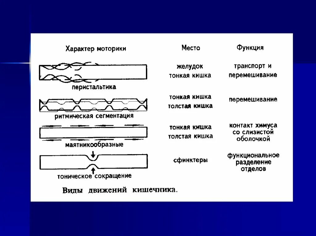 Типы моторики. Моторика тонкого и Толстого кишечника физиология. Типы перистальтики кишечника. Сокращения тонкой кишки. Виды моторики тонкого кишечника.