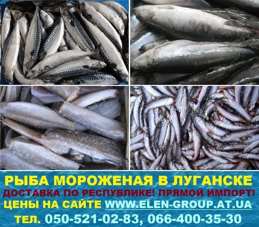 Дешевая мороженая рыба. Замороженная рыба. Дешевая мороженная рыба. Свежемороженая рыба реклама. Объявление о продаже рыбы.