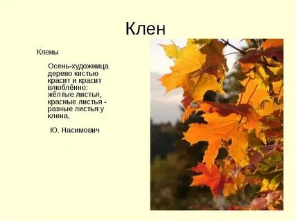 Листья клена стихи