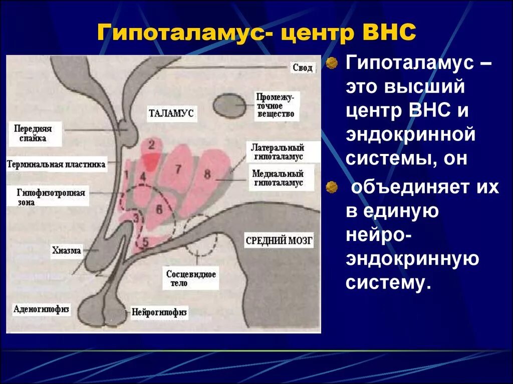 Гипоталамус и вегетативная нервная система. Гипоталамус физиология. Вегетативные центры гипоталамуса. Гипоталамус ВНС. Вегетативным является ядром