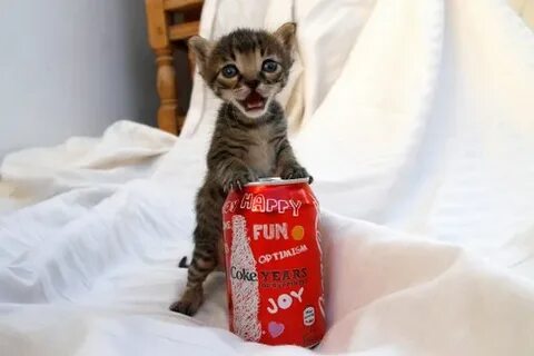 Коле коте