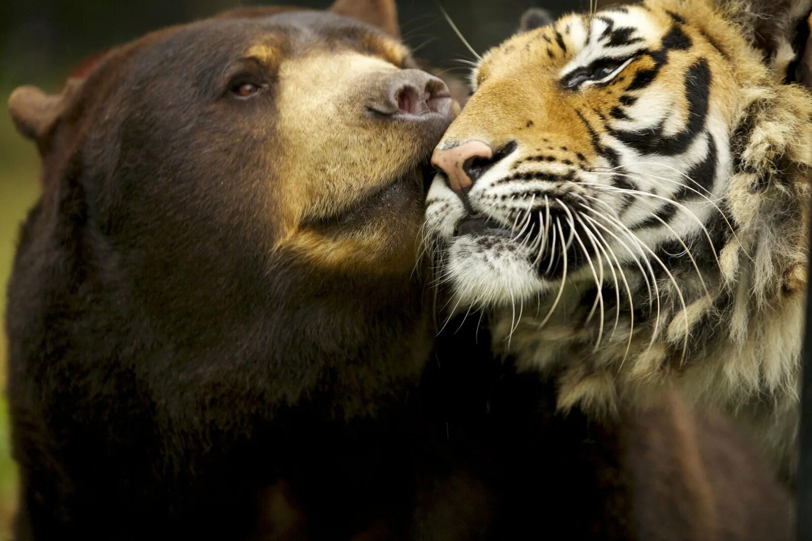 Тигр лев и медведь. Тигр и медведь. Любовь животных. Тигры любовь. Тигр и медведь любовь.