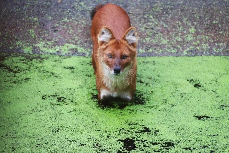Лиса в лондоне. West fox команда калининград. West foxes. Семья лисиц. Fox burrow.