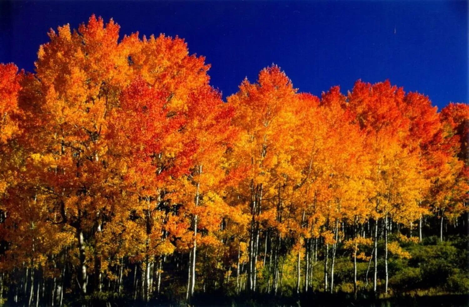 Цвет осины осенью. Populus tremula осень. дерево осина осенью. осиновый лес осенью. осинник осенью.