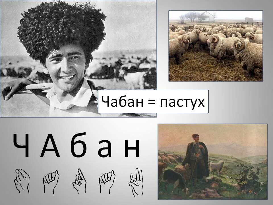 Пастух дагестан. Чабан пастух овец. Старый пастух. Чабан пастух кавказ. Видео слово чабана.