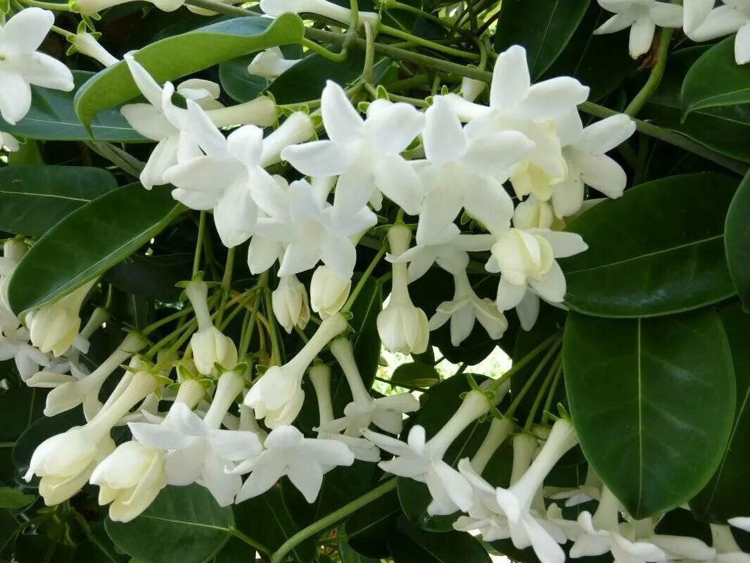 Белый цветок домашний название. Стефанотис обильноцветущий.