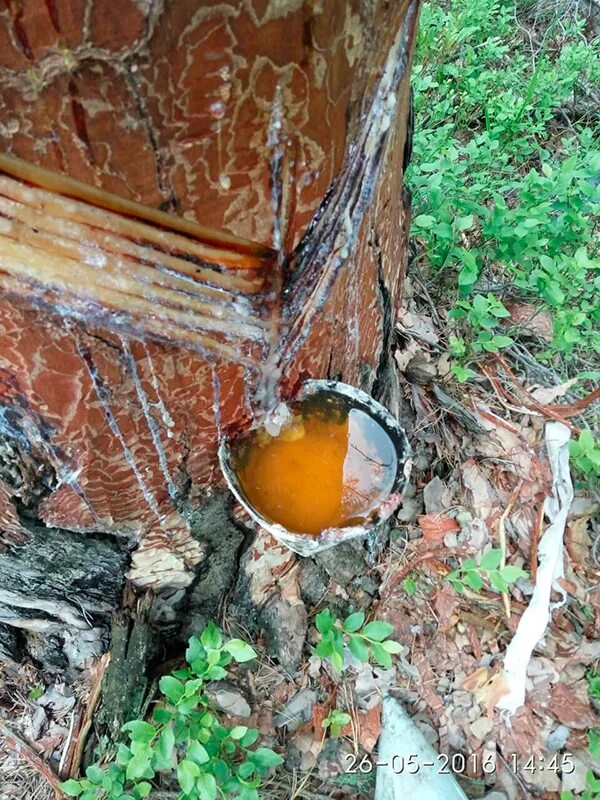 Инструмент для сбора живицы. Сбор пихтовой живицы. Приемники живицы. Подсочка живицы. Подсочка живицы сосновой.