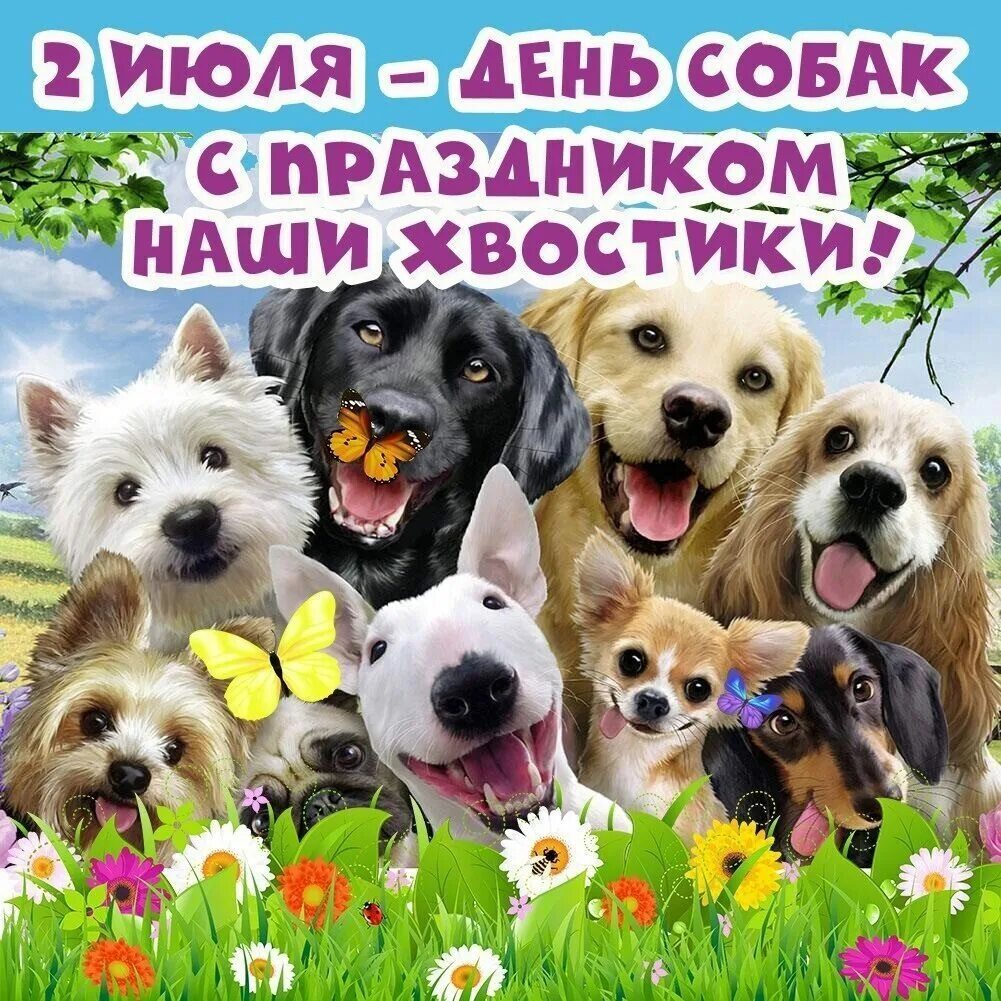 Дент собак. Дент собак