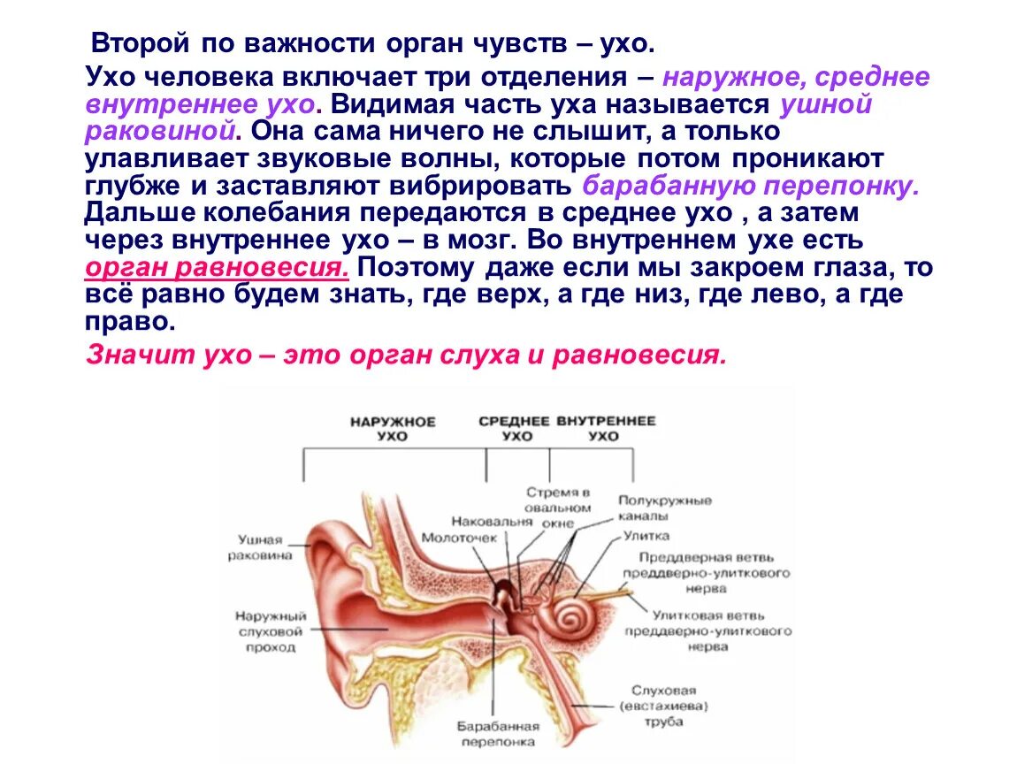 Орган чувств описание. Тема органы чувств 2 класс доклад. Доклад о органе чувств 4 класс. Органы слуха человека 3 класс окружающий мир. Уши орган слуха 3 класс окружающий мир.