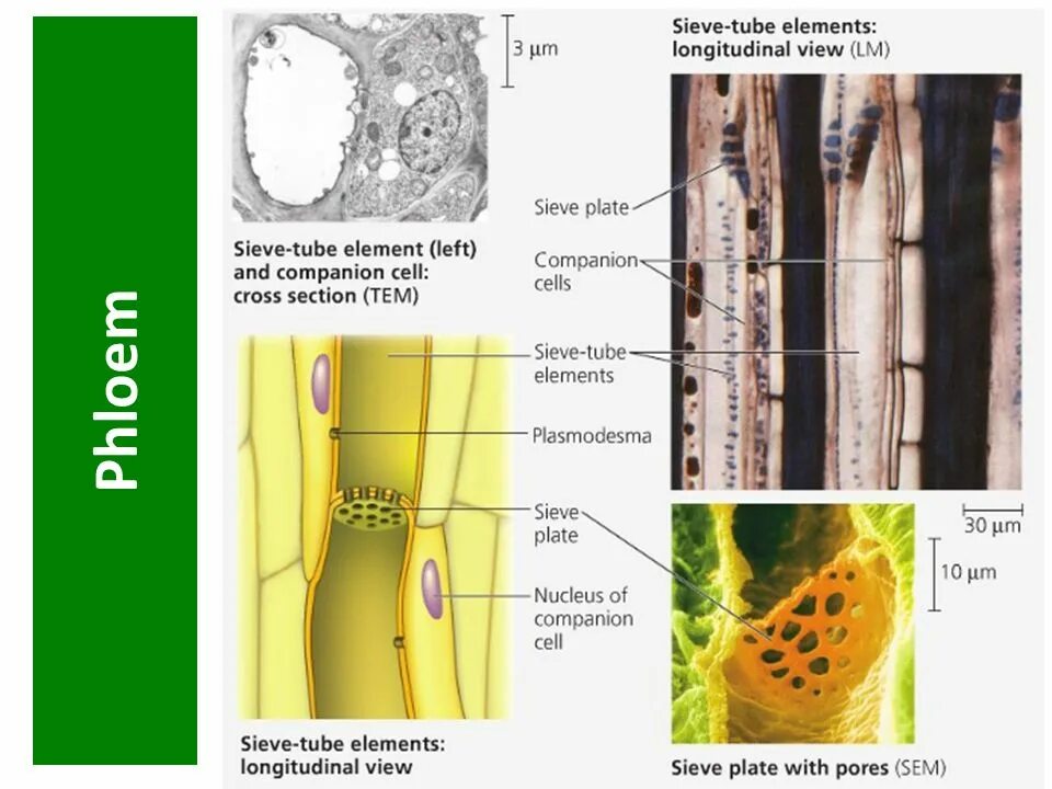Флоэма строение клетки. Ситовидные трубки флоэмы. Клетки спутники и ситовидные трубки. Ситовидные клетки флоэмы. Флоэма ток