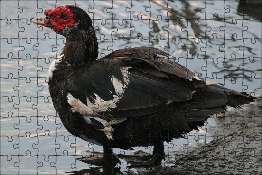 Free Images : nature, grass, animal, pond, wildlife, green, beak, fowl, fauna, v