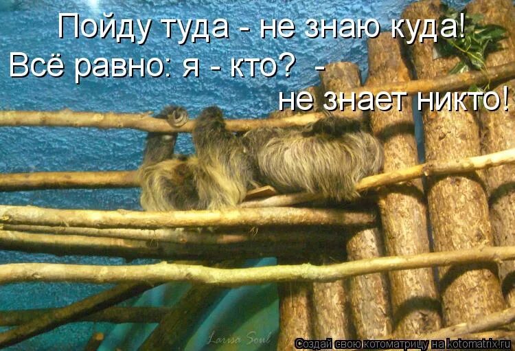 Ни туда пошел. Что-нибудь интересное забавный. Что нибудь интересное картинки. Что-нибудь интересное и занимательное. Что-нибудь интересное и смешное картинки.