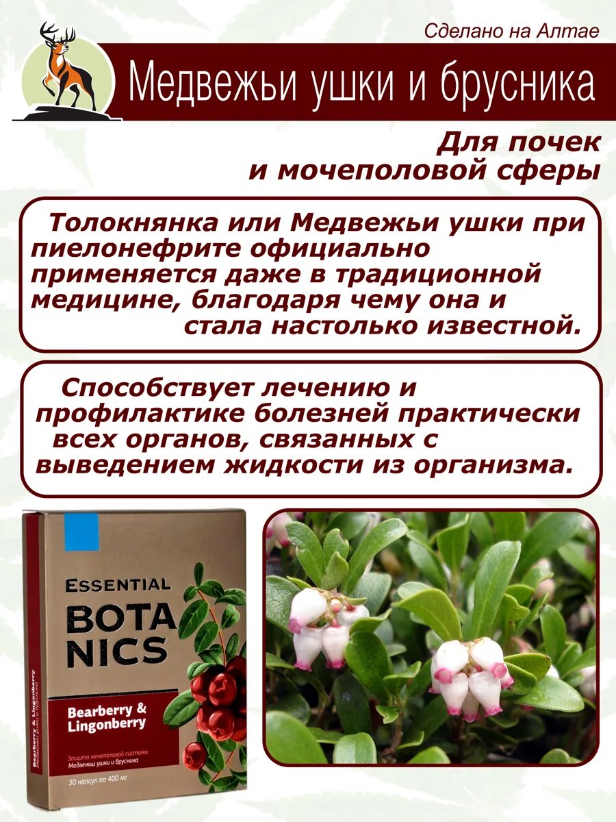 Медвежьи ушки и брусника essential botanics инструкция. Медвежьи ушки и брусника. Медвежьи ушки. Медвежье ушко цветок разновидность. Медвежьи ушки капли.