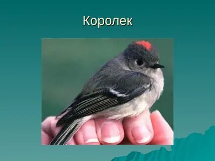 Слово королек