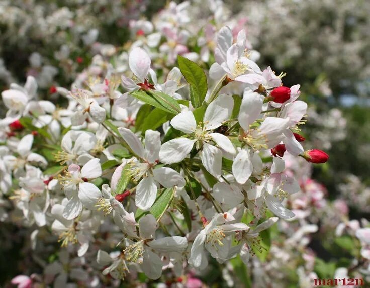 Malus floribunda. Малус флорибунда. Малус флорибунда Хилори. Яблоня флорибунда