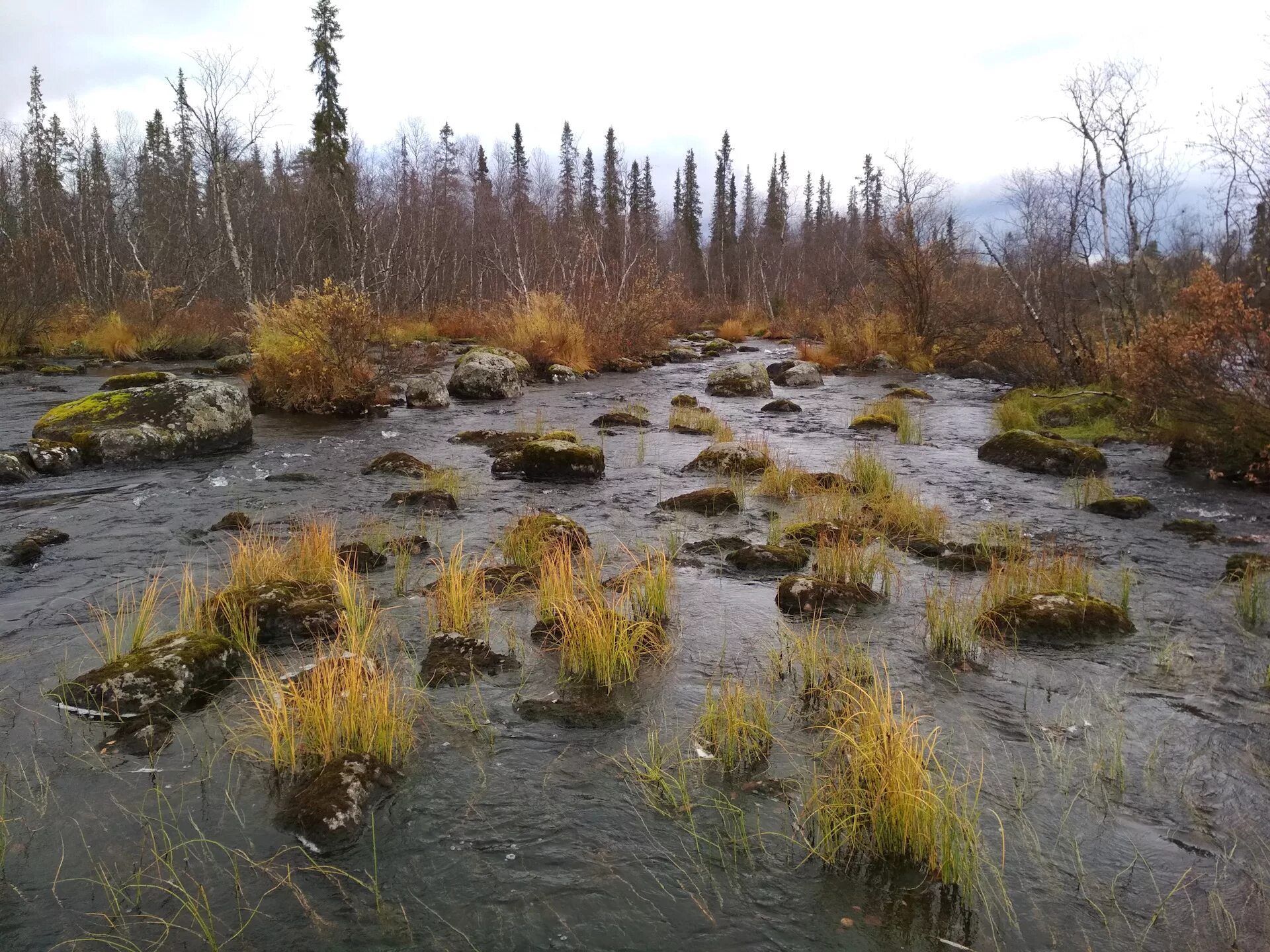 заболоченная тайга западной сибири. сфагновые болота тайга. таежный болотистые озера. таежный болотистые озера. болото трясина тайга.