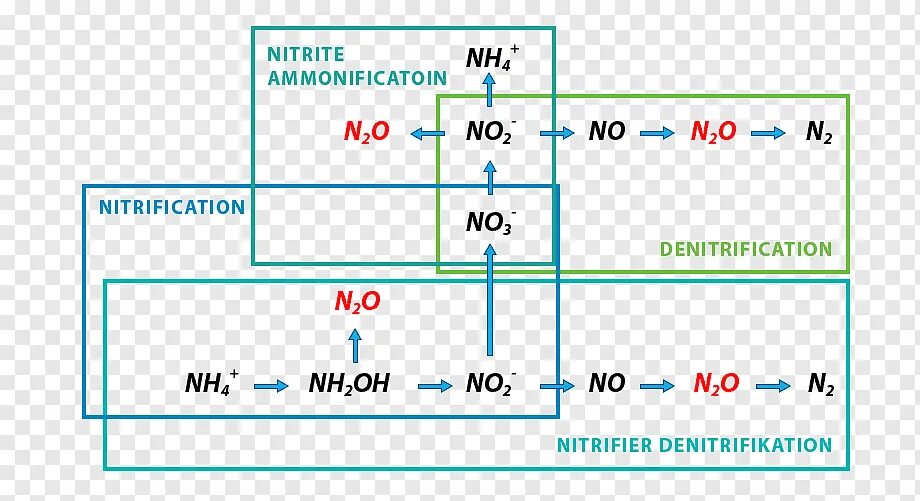 Нитриты положительные. Денитрификация азота бактериями. Денитрификация микробиология. Нитрификация и денитрификация. Нитри денитрификатор.