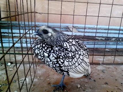 Каких декоративных птиц разводят люди