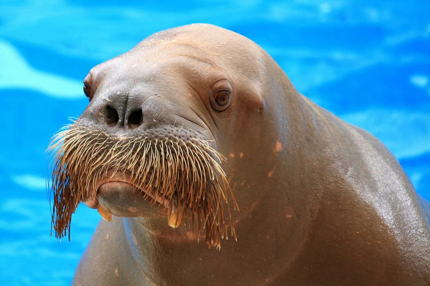 Тихоокеанский морж (Odobenus rosmarus divergens). Лаптевский морж. Ластоногие моржи. Морж сивуч.