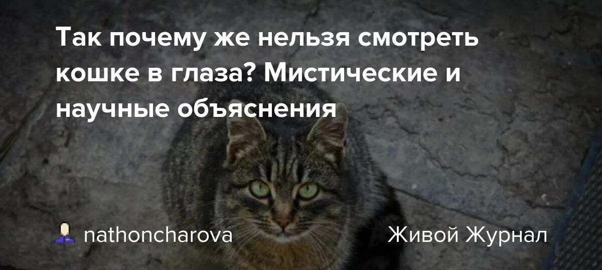 Почему кошка долго смотрит в глаза. Почему нельзя смотреть в глаза кошке. почему нельзя смотреть кошкам в глаза долго. почему коту нельзя смотреть в глаза. почему нельзя смотреть кошкам в глаза ответы.