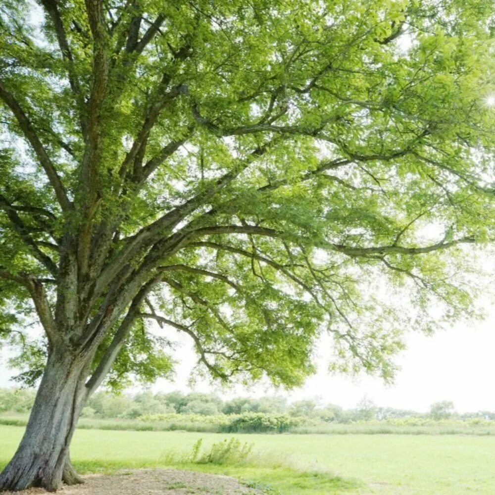 Деревья на которых можно сидеть. Фон дерево. Белое с зеленым в природе. Manzara a Tree. Фото природа и дерево слева.