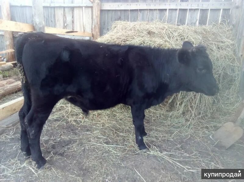 Теленок 1 год. Коровы и телята. Коровы и телята. Бычок 2 месяца. Быки домашние годовалые.
