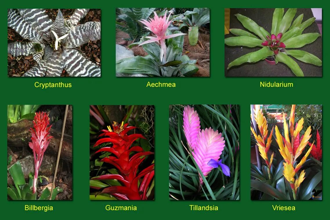 Вриезия saundersii. Растения растущие в Южной Америке. Растительность Южной Америки. Виды растений в южной америке