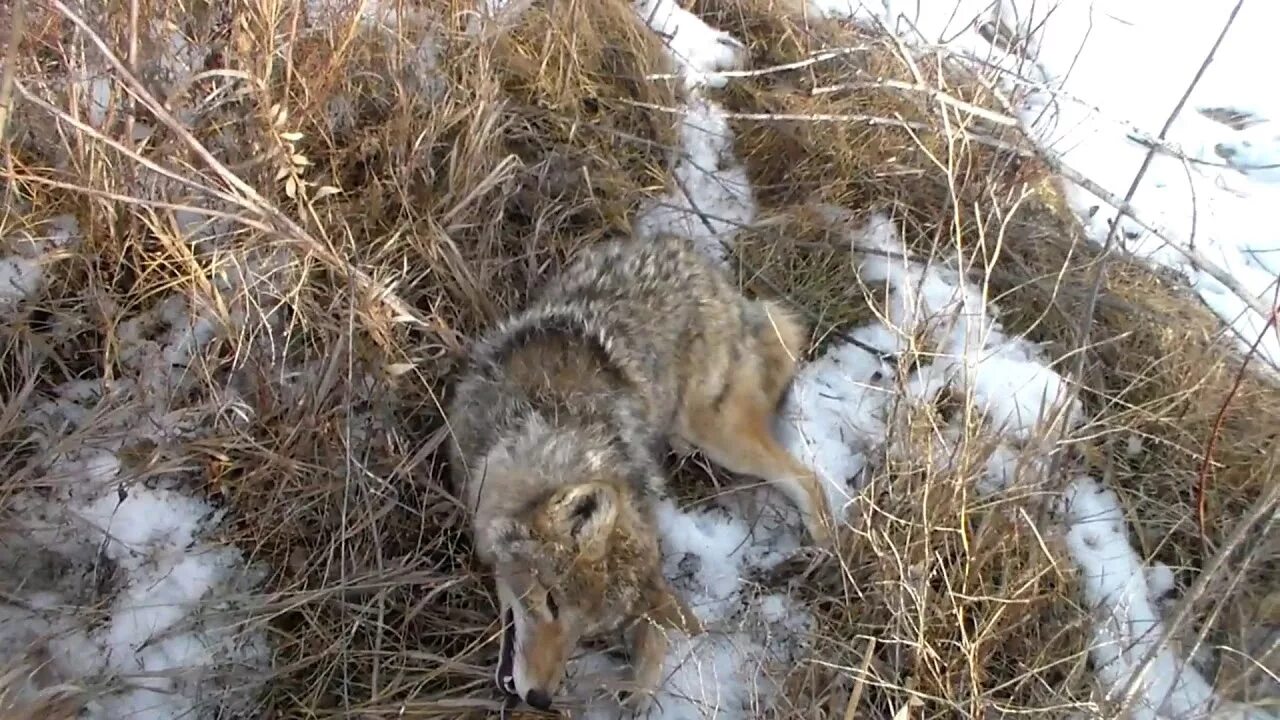 Охота на волка капканами и петлями. Капкан охотничий. Рыжик в капкане