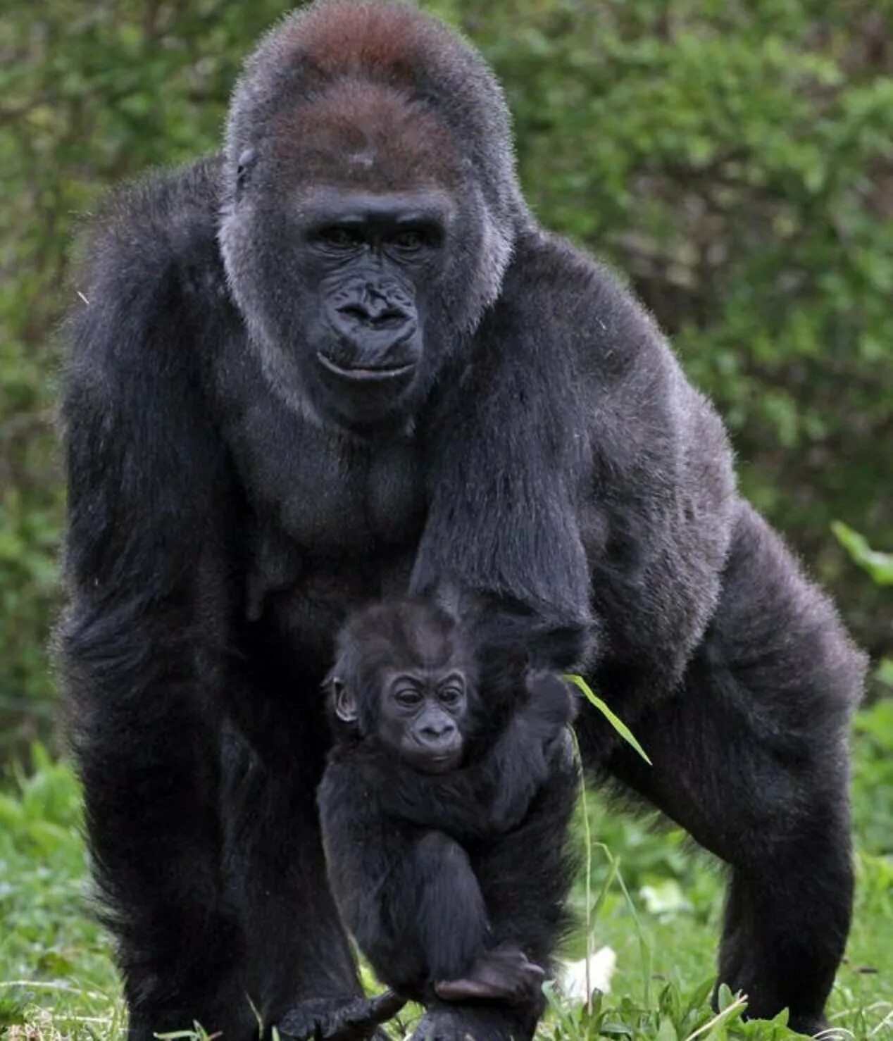 Горилла. Горилла бонобо. Западная равнинная горилла. Восточная равнинная горилла гориллы. К чему снится горилла