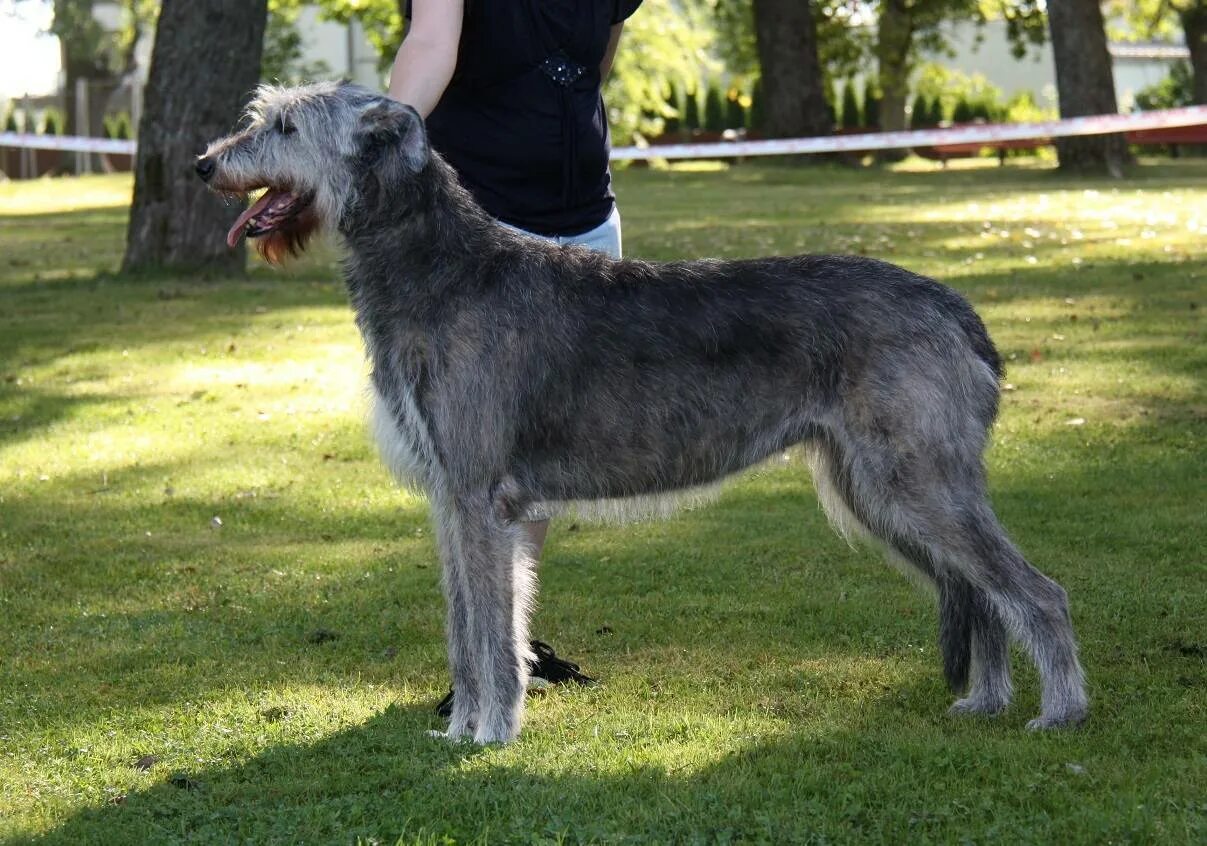 Порода собак ирландский волкодав. Собаки породы ирландский волкодав. Собака ирландский волкодав. Порода собак ирландский волкодав. Порода собак ирландский волкодав.