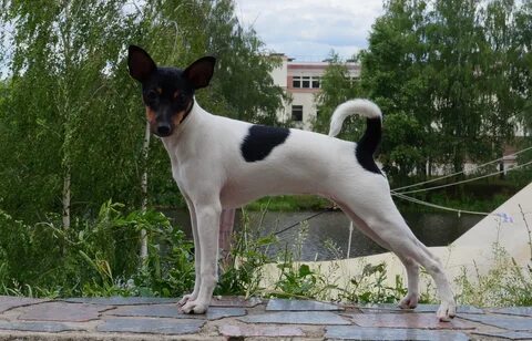 Американский фокстерьер