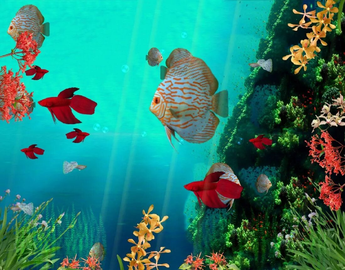 Живые 3д экран. Живые рыбки. Рыбки для аквариума. Фон аквариум с рыбками. Рыбки плавают.