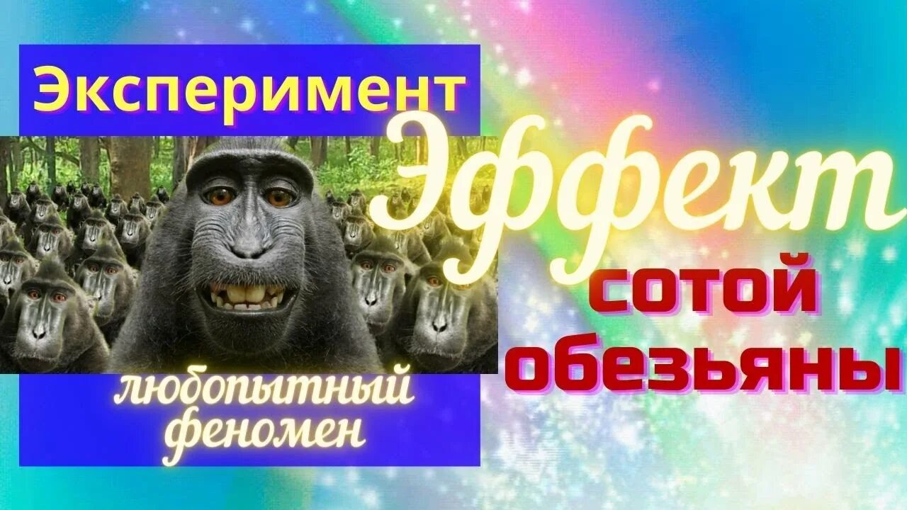 Гибралтарский макак. Эффект мартышек. 14 декабря праздник день обезьян. Сота обезьян. Львинохвостый макак.