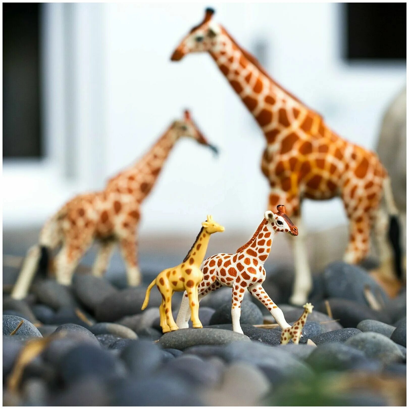 Какой тип развития характерен для сетчатого жирафа. Фигурка Safari Ltd Wildlife. Фигурка сафари. Safari Ltd сетчатый Жираф XL,.
