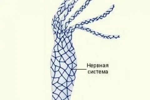 У каких животных сетчатая нервная система