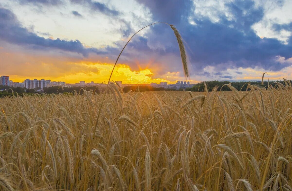 кирово-чепецкий район лес. поля в кирове. небо трава дорога. ограда пейзаж. поля кирово чепецка.