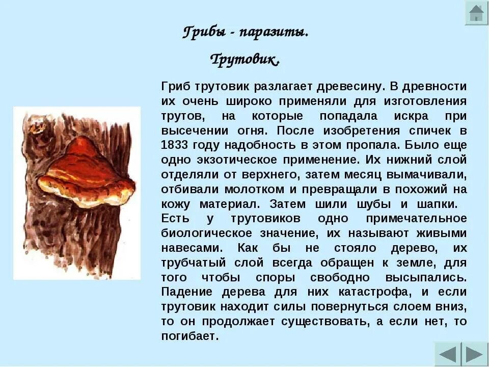 Грибы паразиты гриб трутовик. Грибы паразиты трутовик биология 5 класс. Трутовик гриб паразит. Гриб паразит трутовик сообщение. Грибы паразиты 7 класс по биологии