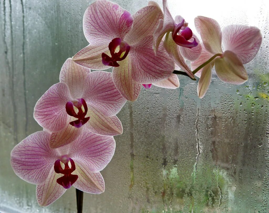 Как отличить орхидею
