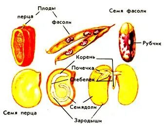 Какую функцию выполняют семядоли зародыша фасоли