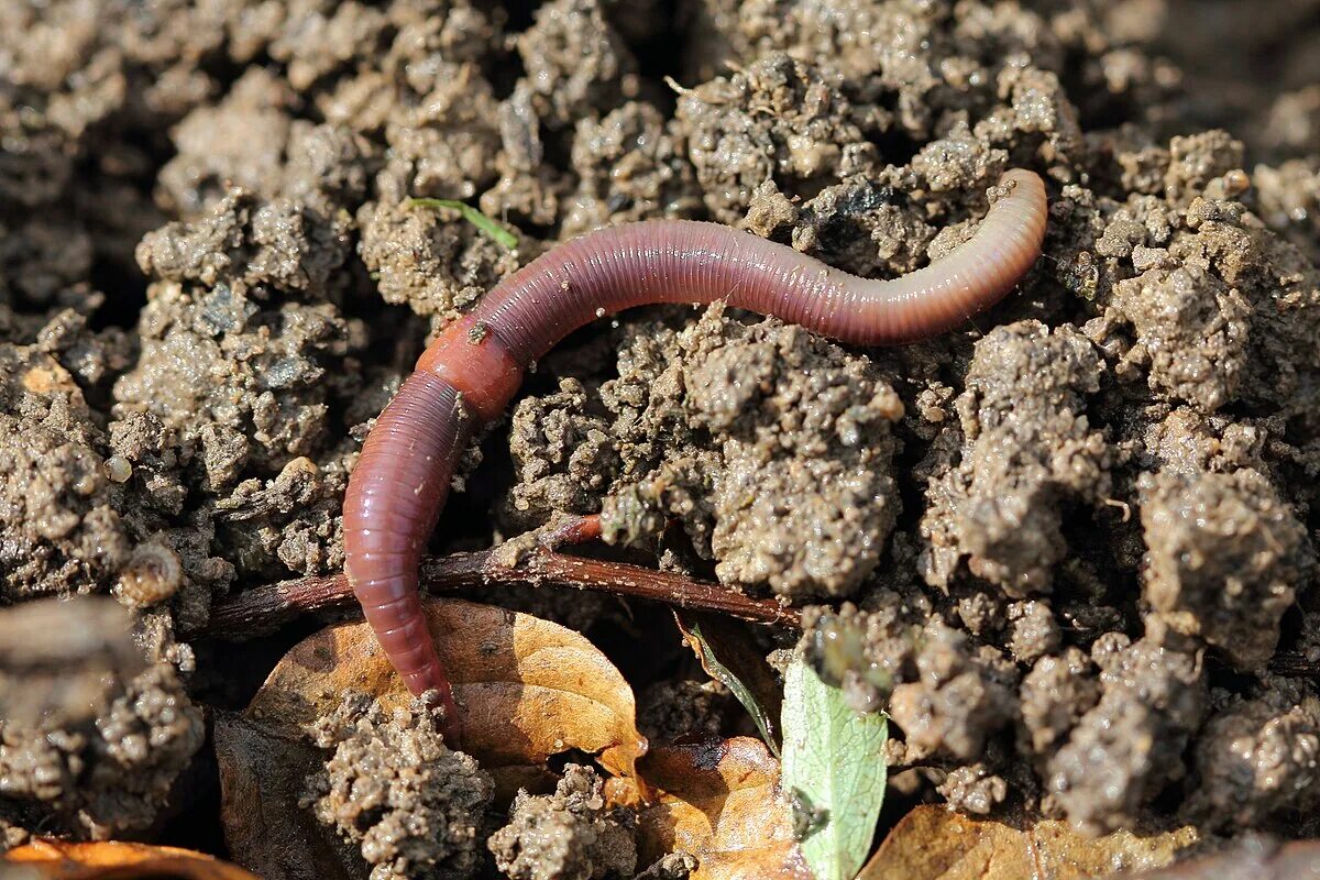 Червь Земляной (Lumbricus terrestris). Красный червь (Lumbricus rubellus. Где живут черви