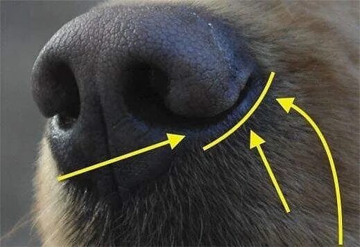 Анатомия носа собаки. Собачий нос. Строение носа собаки.