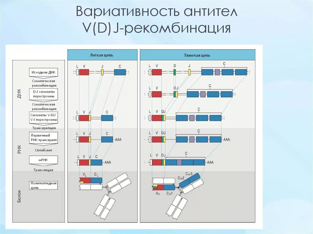 Строение антитела иммунология. Антитела строение молекулы иммуноглобулина. Строение антител иммуноглобулинов. Иммуноглобулин d строение. Строение антитела.